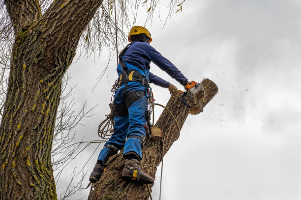 How Our Tree Care Process Works  in  Sunnyside, WA